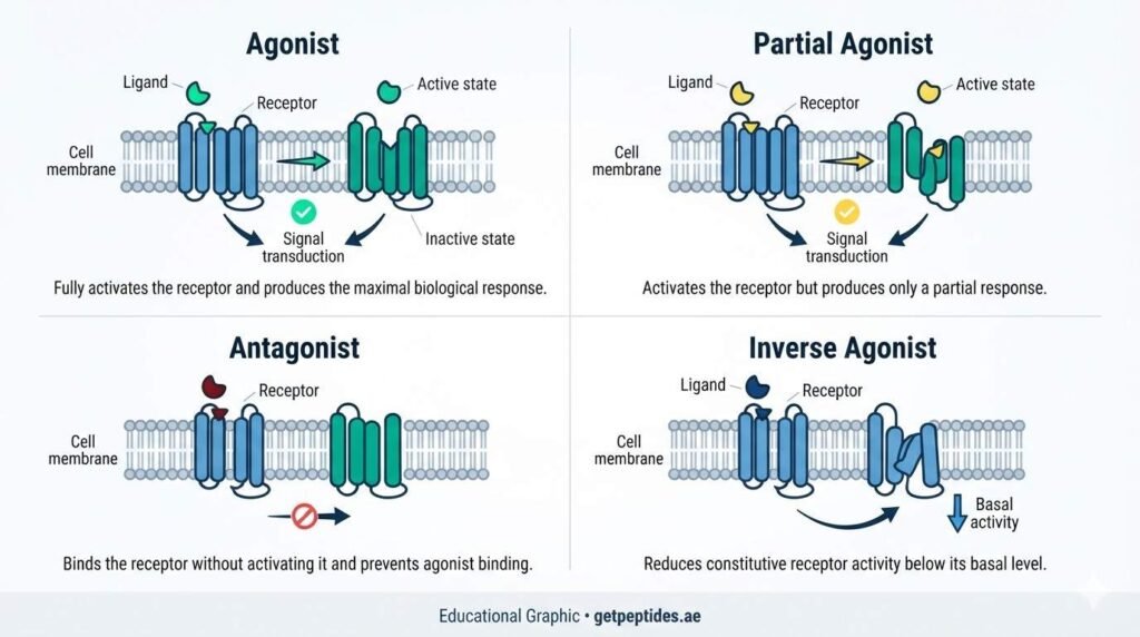 What Is a Receptor Agonist